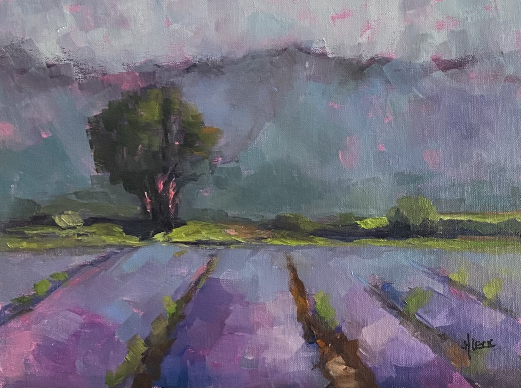 Lavender Fields